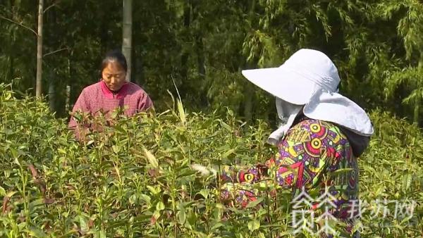 广盛网  首批早春茶提前半个月开采上市